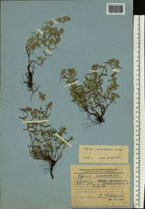 Thymus pannonicus All., Eastern Europe, North Ukrainian region (E11) (Ukraine)