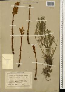 Orobanche alsatica subsp. libanotidis (Ruprecht) Pusch, Caucasus, Stavropol Krai, Karachay-Cherkessia & Kabardino-Balkaria (K1b) (Russia)