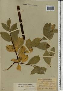 Salix caprea × myrsinifolia, Eastern Europe, Volga-Kama region (E7) (Russia)