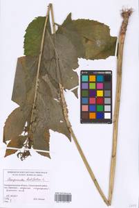 Campanula latifolia L., Eastern Europe, North-Western region (E2) (Russia)