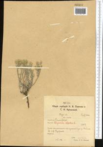 Odontarrhena tortuosa (Waldst. & Kit. ex Willd.) C.A.Mey., Middle Asia, Northern & Central Kazakhstan (M10) (Kazakhstan)