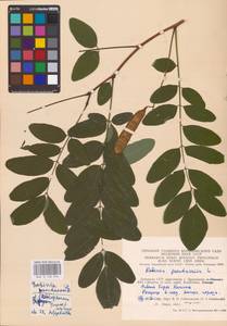 Robinia pseudoacacia L., Eastern Europe, Lithuania (E2a) (Lithuania)