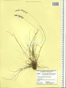 Koeleria subalpestris (Hartm.) Barberá, Quintanar, Soreng & P.M.Peterson, Siberia, Central Siberia (S3) (Russia)