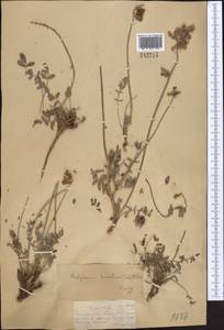 Hedysarum ferganense Korsh., Middle Asia, Dzungarian Alatau & Tarbagatai (M5) (Kazakhstan)