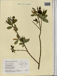 Salix × rubens Schrank, Eastern Europe, Central region (E4) (Russia)