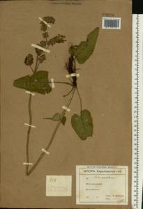 Salvia nutans L., Eastern Europe, North Ukrainian region (E11) (Ukraine)