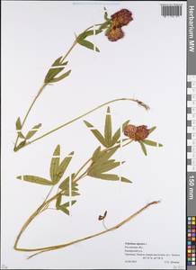 Trifolium ambiguum M.Bieb., Eastern Europe, Rostov Oblast (E12a) (Russia)