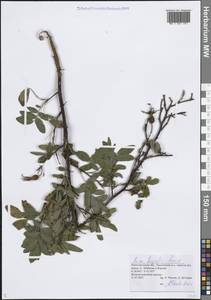 Rosa majalis Herrm., Eastern Europe, Volga-Kama region (E7) (Russia)