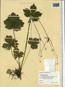 Ranunculus lanuginosus L., Eastern Europe, Western region (E3) (Russia)