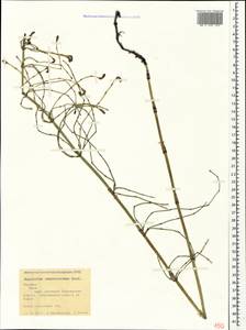 Equisetum ramosissimum Desf., Crimea (KRYM) (Russia)