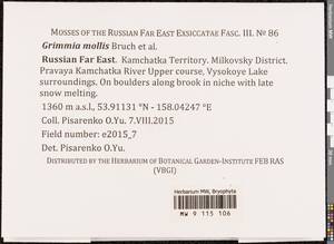 Grimmia mollis Bruch & Schimp., Bryophytes, Bryophytes - Chukotka & Kamchatka (B21) (Russia)