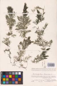 Ceratophyllum demersum L., Eastern Europe, Lower Volga region (E9) (Russia)
