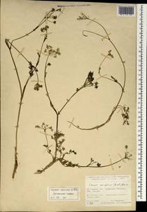 Carum meifolium (M. Bieb.) Boiss., South Asia, South Asia (Asia outside ex-Soviet states and Mongolia) (ASIA) (Turkey)
