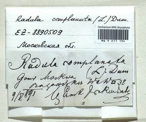 Radula complanata (L.) Dumort., Bryophytes, Bryophytes - Moscow City & Moscow Oblast (B6a) (Russia)