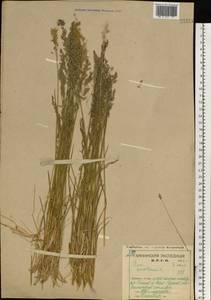 Poa pratensis L., Eastern Europe, Northern region (E1) (Russia)