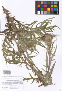 Lophiolepis decussata (Janka) Del Guacchio, Bures, Iamonico & P. Caputo, Eastern Europe, Moscow region (E4a) (Russia)