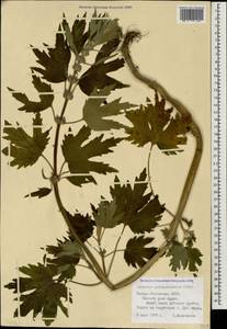 Leonurus quinquelobatus Gilib., Caucasus, North Ossetia, Ingushetia & Chechnya (K1c) (Russia)