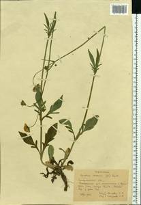 Knautia arvensis (L.) Coult., Eastern Europe, West Ukrainian region (E13) (Ukraine)