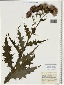 Cirsium elbrusense Sommier & Levier, Caucasus, Stavropol Krai, Karachay-Cherkessia & Kabardino-Balkaria (K1b) (Russia)