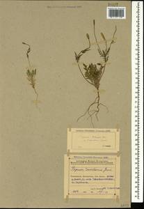 Roemeria minor (B.Boivin ex Bél.) Banfi, Bartolucci, J.-M.Tison & Galasso, Caucasus, Azerbaijan (K6) (Azerbaijan)