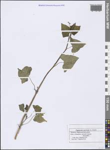 Fagopyrum tataricum (L.) Gaertn., Eastern Europe, Middle Volga region (E8) (Russia)