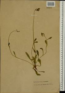 Pilosella officinarum Vaill., Eastern Europe, North-Western region (E2) (Russia)