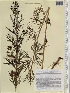 Aconitum sachalinense F. Schmidt, Siberia, Russian Far East (S6) (Russia)