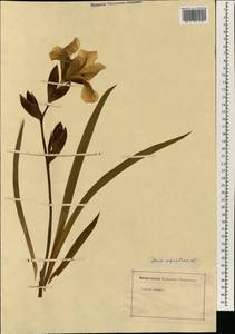 Iris germanica L., South Asia, South Asia (Asia outside ex-Soviet states and Mongolia) (ASIA) (Not classified)
