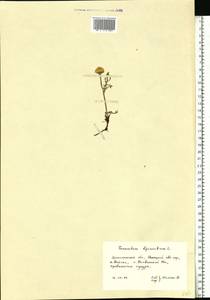 Tanacetum bipinnatum (L.) Sch. Bip., Eastern Europe, Northern region (E1) (Russia)