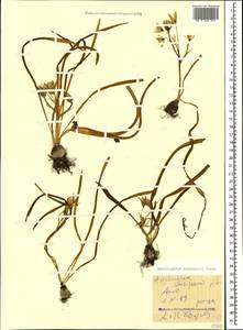 Ornithogalum sintenisii Freyn, Caucasus, Azerbaijan (K6) (Azerbaijan)