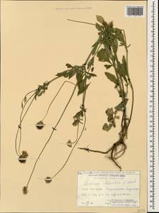 Scabiosa bipinnata C. Koch, Caucasus, Georgia (K4) (Georgia)