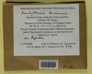 Brachythecium buchananii (Hook.) A. Jaeger, Bryophytes, Bryophytes - Russian Far East (excl. Chukotka & Kamchatka) (B20) (Russia)