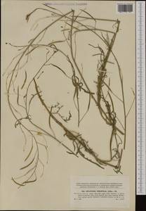 Diplotaxis tenuifolia (L.) DC., Western Europe (EUR) (Czech Republic)