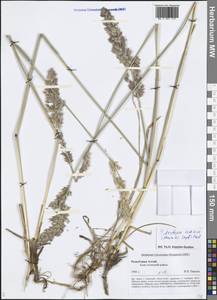 Arctopoa tibetica (Munro ex Stapf) Prob., Siberia, Altai & Sayany Mountains (S2) (Russia)