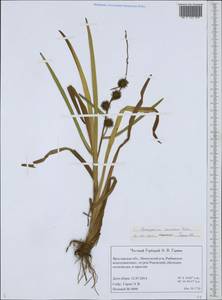 Sparganium emersum Rehmann, Eastern Europe, Central forest region (E5) (Russia)