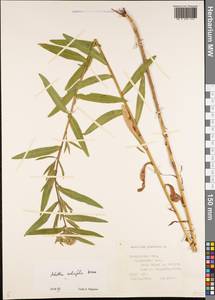 Achillea salicifolia subsp. salicifolia, Eastern Europe, Central forest region (E5) (Russia)
