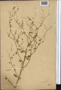 Heliotropium dasycarpum Ledeb., Middle Asia, Muyunkumy, Balkhash & Betpak-Dala (M9) (Kazakhstan)