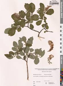 Salix abscondita Laksch., Siberia, Chukotka & Kamchatka (S7) (Russia)