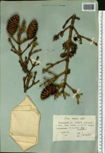 Picea obovata Ledeb., Siberia, Yakutia (S5) (Russia)