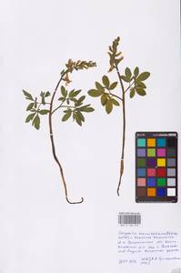 Corydalis cava (L.) Schweigg. & Körte, Eastern Europe, Central forest-and-steppe region (E6) (Russia)