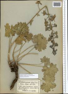 Delphinium dasyanthum Kar. & Kir., Middle Asia, Pamir & Pamiro-Alai (M2) (Tajikistan)