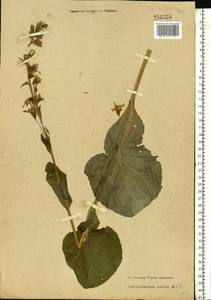 Ligularia sibirica (L.) Cass., Eastern Europe, Moscow region (E4a) (Russia)