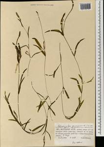 Potamogeton gramineus L., Mongolia (MONG) (Mongolia)