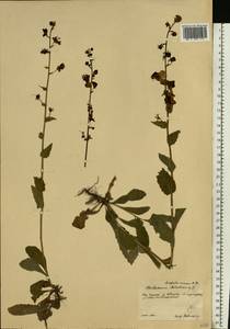 Verbascum blattaria L., Eastern Europe, Central forest-and-steppe region (E6) (Russia)