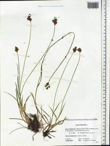 Carex leporina L., Siberia, Baikal & Transbaikal region (S4) (Russia)