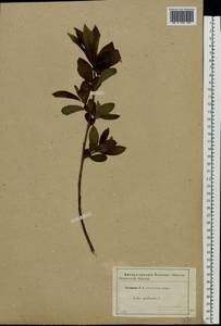 Salix pentandra L., Eastern Europe, Western region (E3) (Russia)