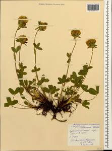 Trifolium canescens Willd., Caucasus, North Ossetia, Ingushetia & Chechnya (K1c) (Russia)