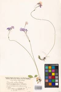 Primula nutans Georgi, Siberia, Baikal & Transbaikal region (S4) (Russia)
