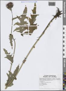 Cirsium schantarense Trautv. & C.A.Mey., Siberia, Russian Far East (S6) (Russia)