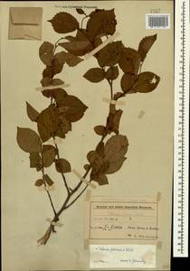 Ulmus minor Mill., Caucasus, Azerbaijan (K6) (Azerbaijan)